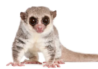 Small brown and white fat-tailed dwarf lemur on a white background.